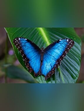 Large Custom Fridge Magnet Blue Butterfly Home Kitchen Decor